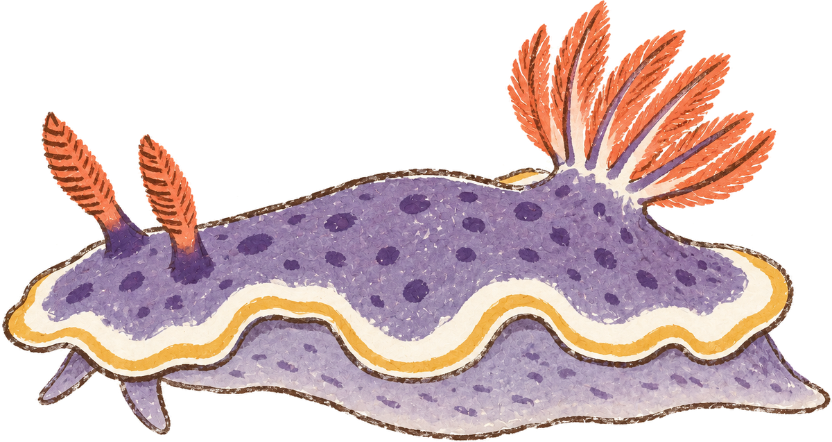 Apolegma nudibranch, original illustration