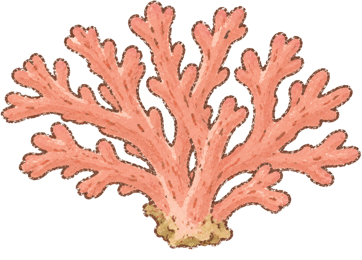 Branching coral, original illustration