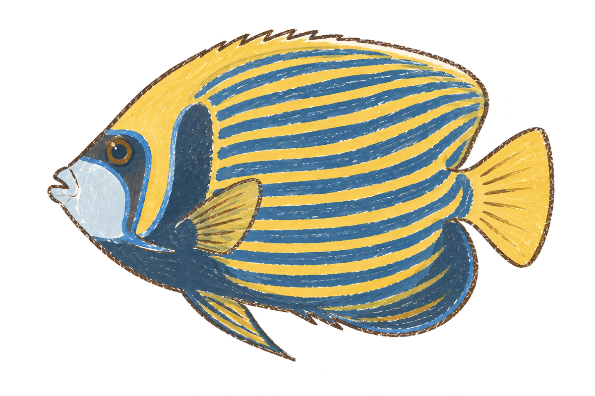 Emperor angelfish · Adult, original illustration