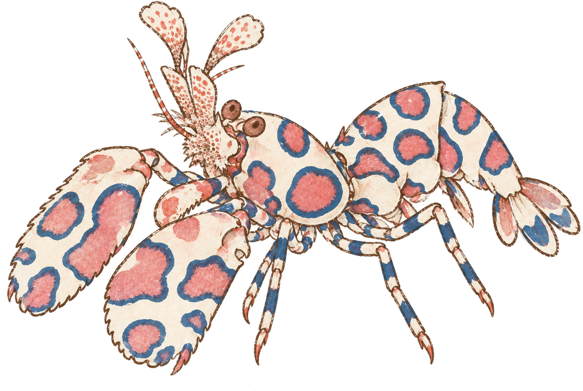 Harlequin shrimp, original illustration