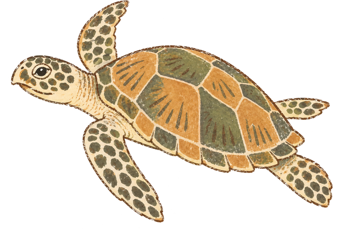 Hawksbill turtle, original illustration