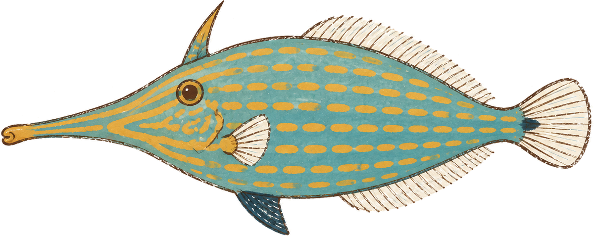 Orange-spotted filefish, original illustration
