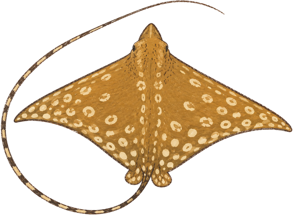 Ornate eagle ray, original illustration