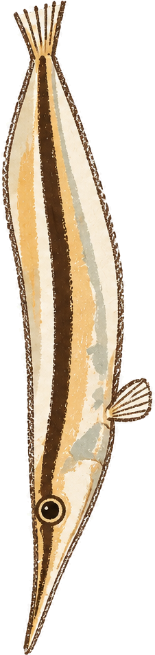 Razorfish, original illustration