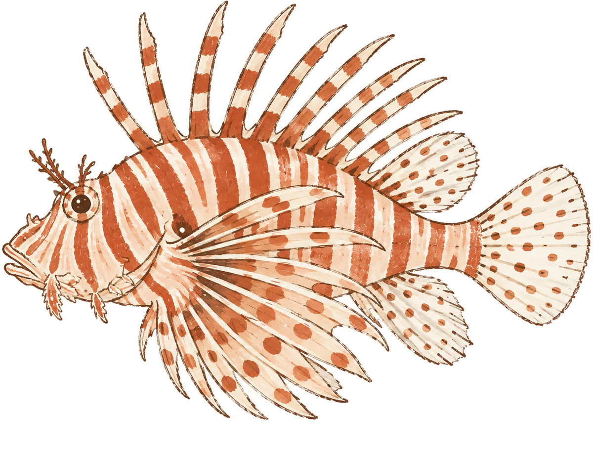 Red lionfish, original illustration