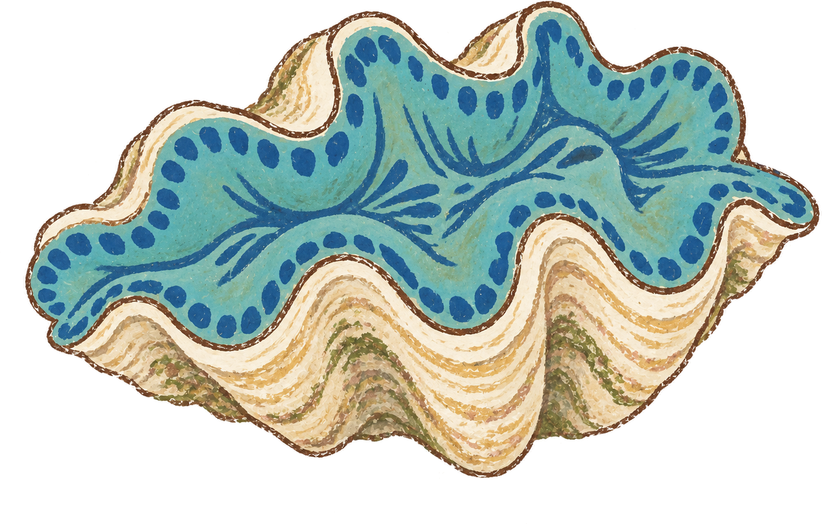 Small giant clam, original illustration