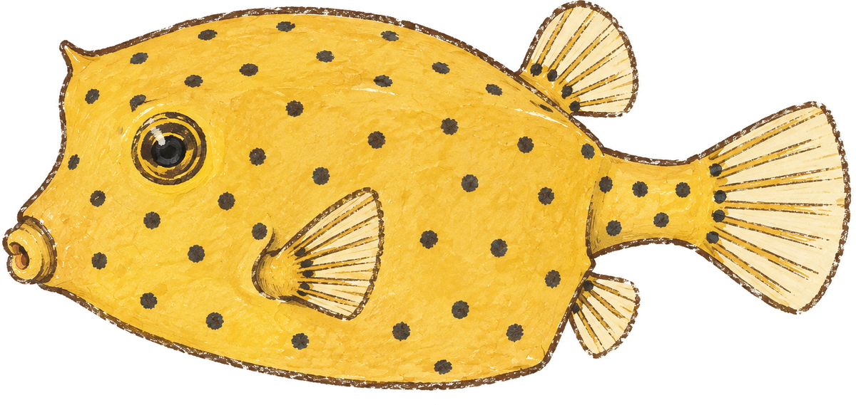 Yellow boxfish, original illustration