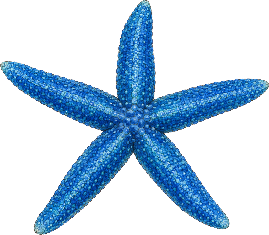 Blue sea star, original illustration