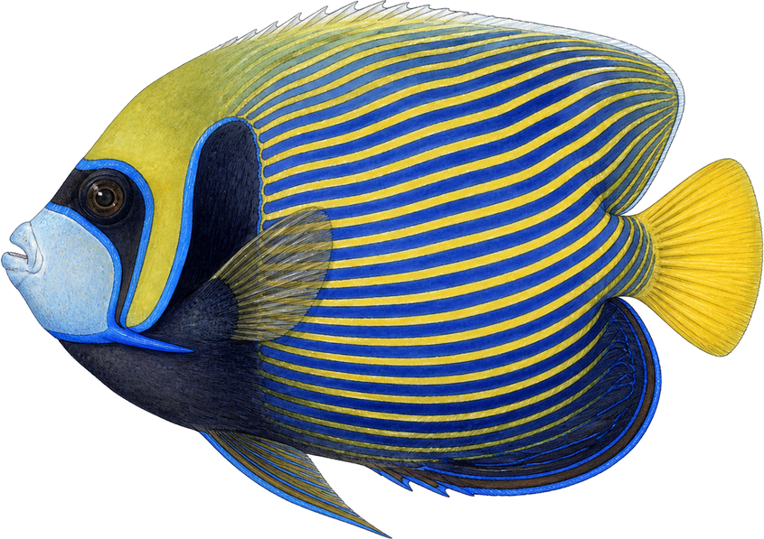 Emperor angelfish · Adult, original illustration