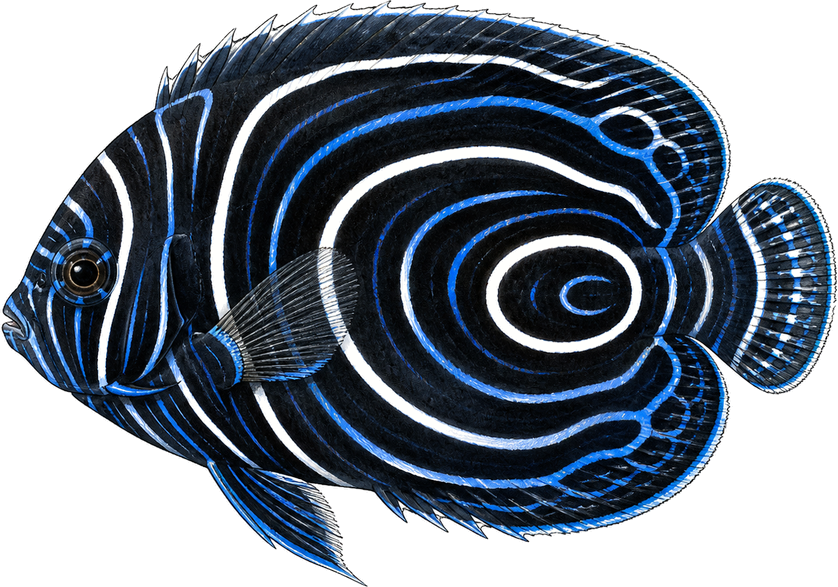 Emperor angelfish · Juvenile, original illustration