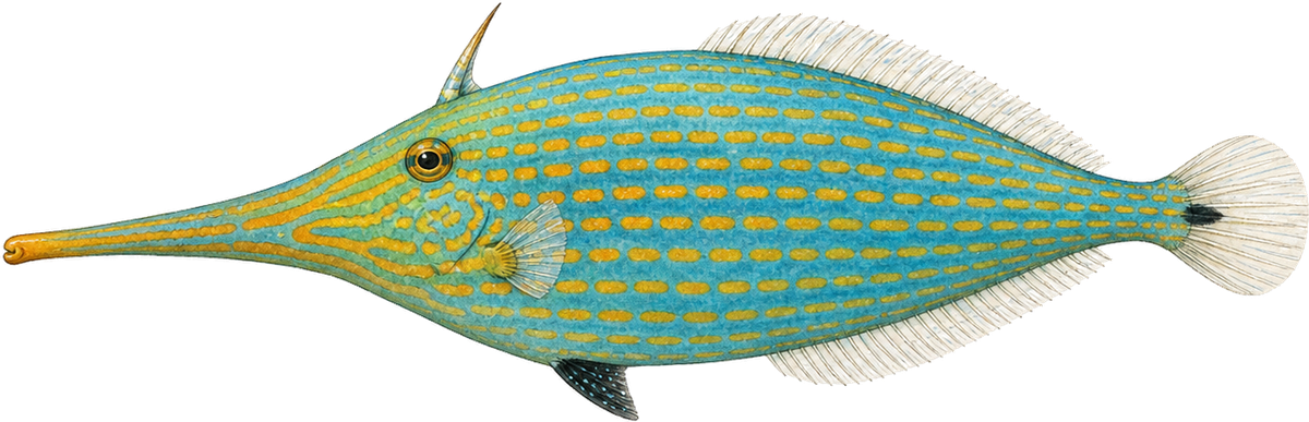Orange-spotted filefish, original illustration