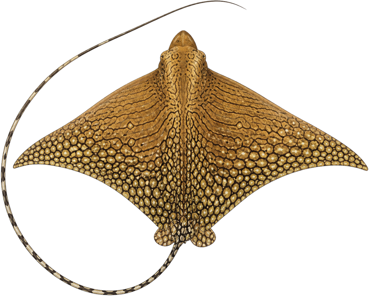 Naturalistic watercolour of an ornate eagle ray