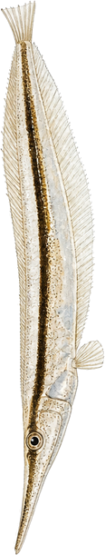 Razorfish, original illustration